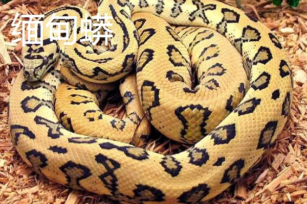 森蚺和蟒蛇有什么区别，前者属于蚺科、后者属于蟒科