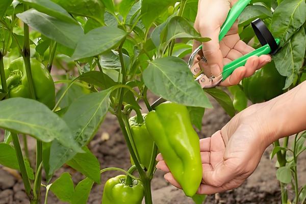 甜椒结果时的注意事项，需保持土壤处于湿润状态