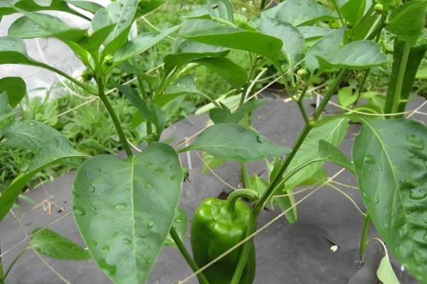 甜椒结果时的注意事项，需保持土壤处于湿润状态