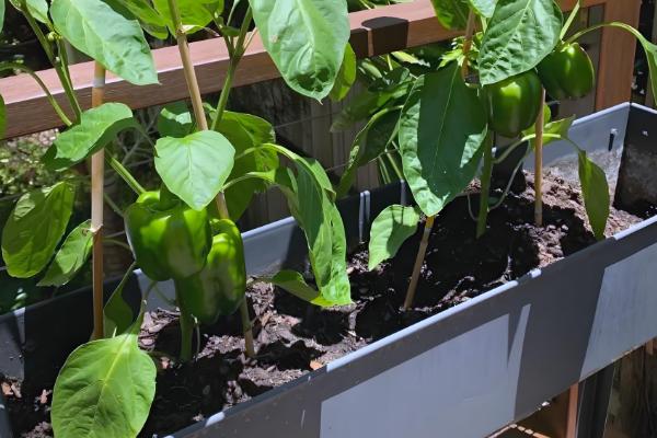 甜椒结果时的注意事项，需保持土壤处于湿润状态