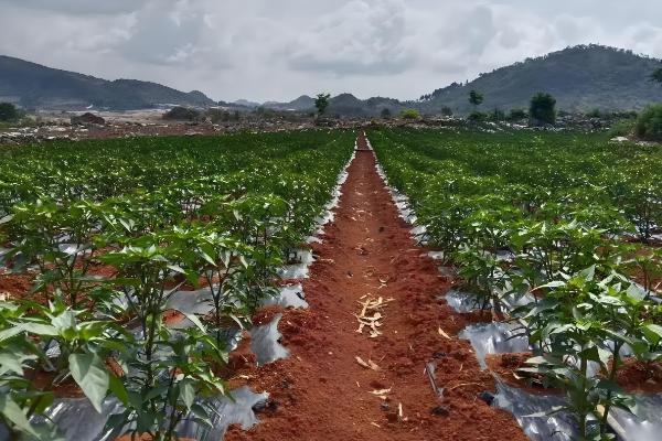 甜椒结果时的注意事项，需保持土壤处于湿润状态