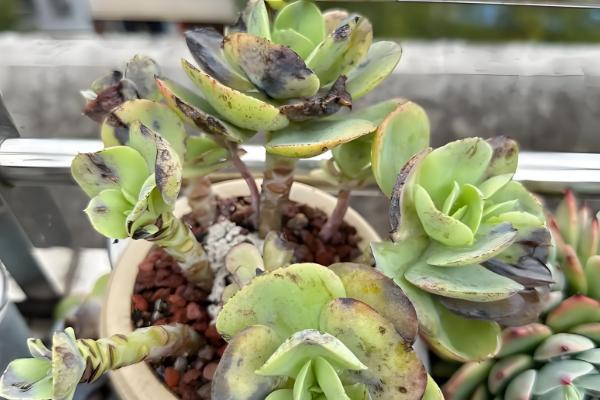 多肉冻伤后如何处理，要移置到温暖的环境中培育