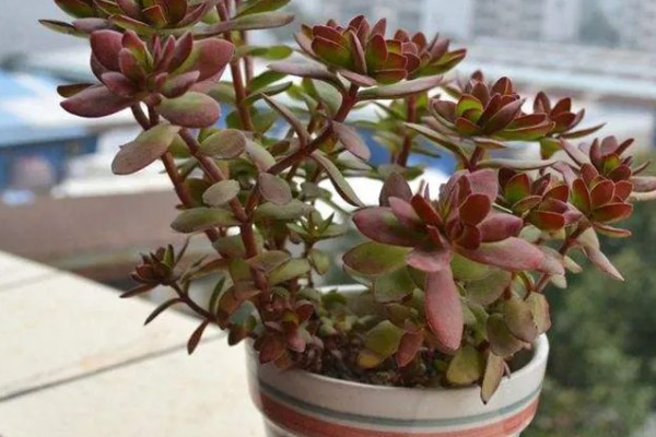 天狗之舞怎么养殖，夏季遇到强光时要遮阴