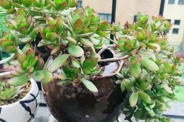 天狗之舞怎么养殖，夏季遇到强光时要遮阴