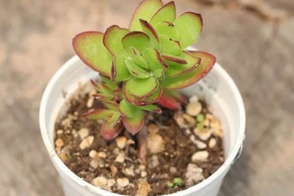 天狗之舞怎么养殖，夏季遇到强光时要遮阴