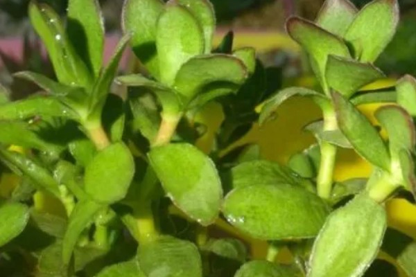 天狗之舞怎么养殖，夏季遇到强光时要遮阴