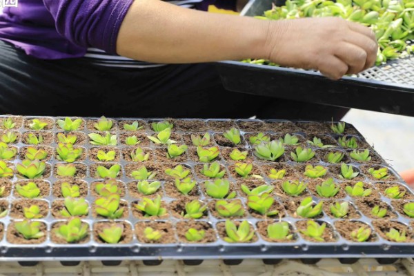 天狗之舞怎么养殖，夏季遇到强光时要遮阴