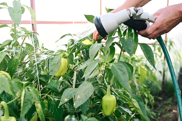 甜椒结果时的注意事项，需保持土壤处于湿润状态