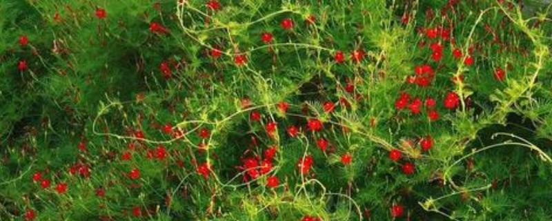 羽叶茑萝的养殖方法，需要合理的为其施加水肥