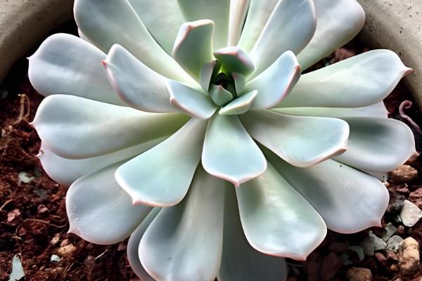 蓝石莲爆盆的方式，将它放在采光较好的地方养护