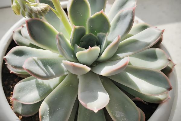 蓝石莲爆盆的方式，将它放在采光较好的地方养护