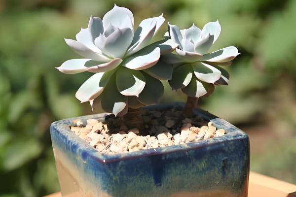 蓝石莲爆盆的方式，将它放在采光较好的地方养护