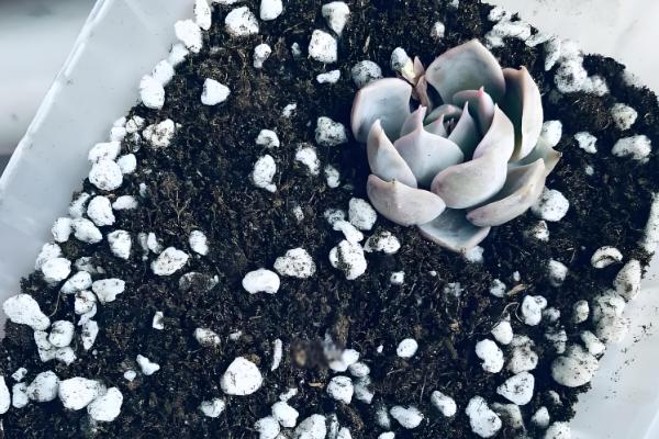 蓝石莲爆盆的方式，将它放在采光较好的地方养护