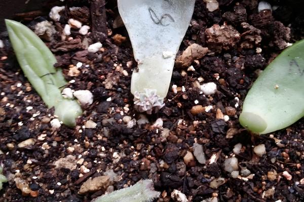 蓝石莲爆盆的方式，将它放在采光较好的地方养护