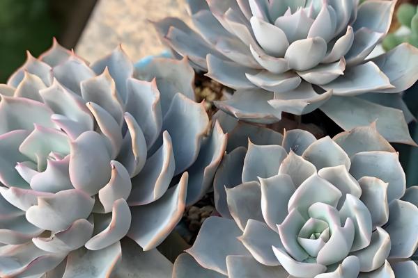 蓝石莲爆盆的方式，将它放在采光较好的地方养护