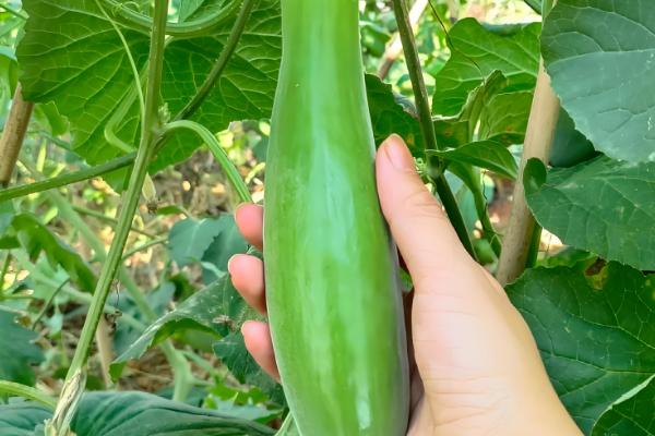 瓠子和西葫芦的区别，原产地和生长环境均不同