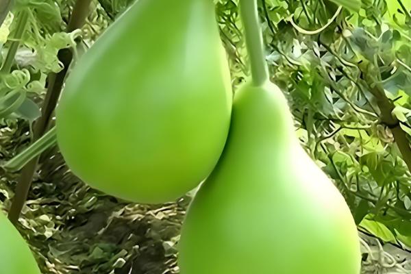 瓠子和西葫芦的区别，原产地和生长环境均不同