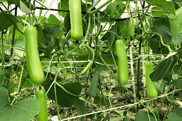 瓠子和西葫芦的区别，原产地和生长环境均不同