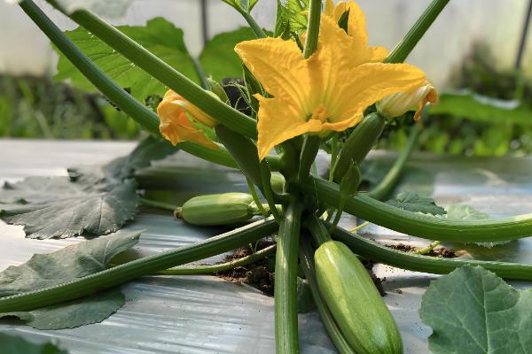 瓠子和西葫芦的区别，原产地和生长环境均不同