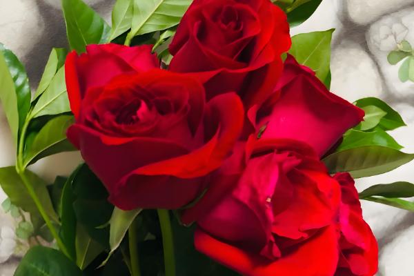 玫瑰花的开花时间，花期为每年5-6月份