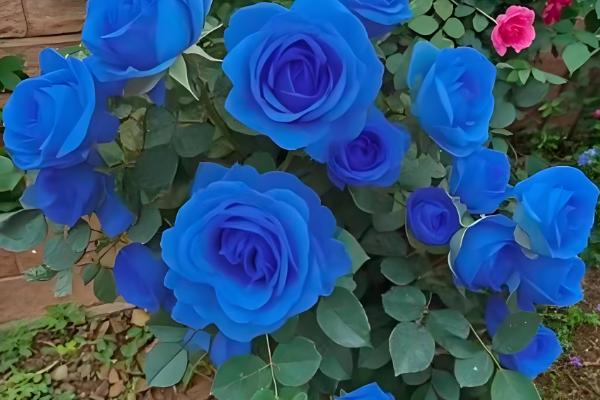 玫瑰花的开花时间，花期为每年5-6月份