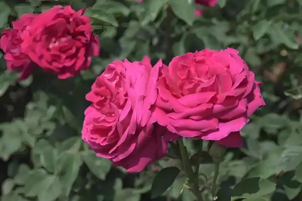 玫瑰花的开花时间，花期为每年5-6月份