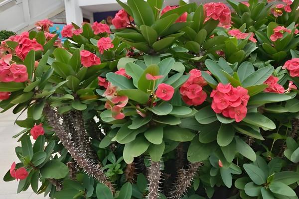 铁海棠的花语，寓意倔强忠贞、温柔忠诚等