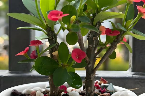 铁海棠的花语，寓意倔强忠贞、温柔忠诚等