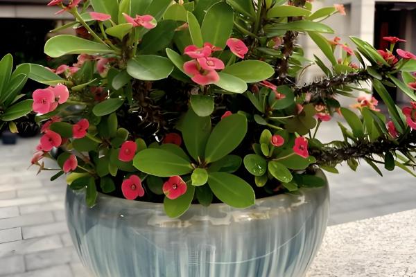 铁海棠的花语，寓意倔强忠贞、温柔忠诚等