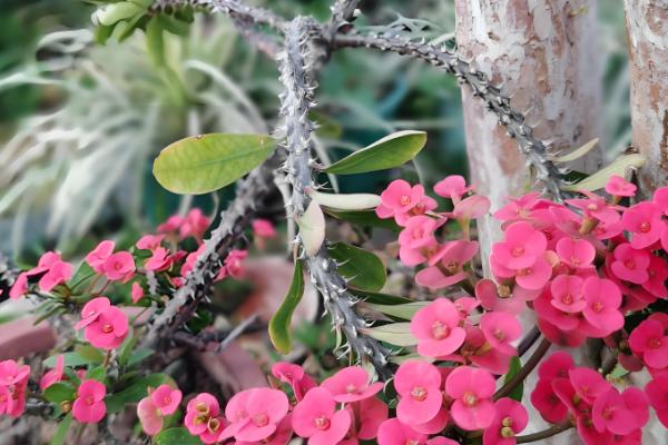 铁海棠的花语，寓意倔强忠贞、温柔忠诚等