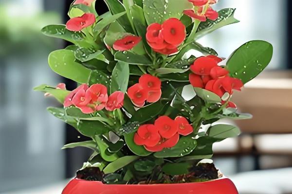 铁海棠的花语，寓意倔强忠贞、温柔忠诚等