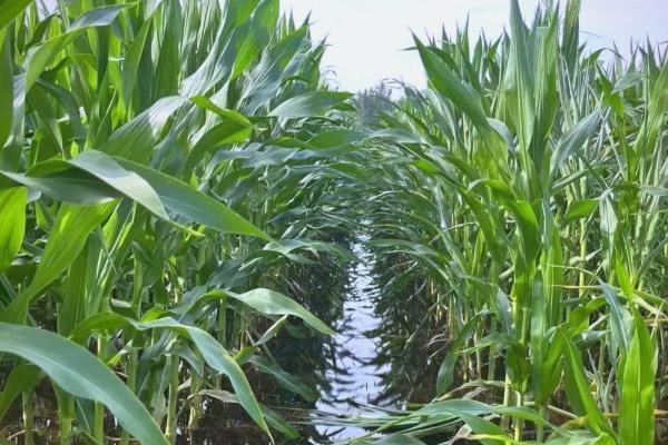 玉米受涝后怎么办，排出积水扶正倒伏的植株