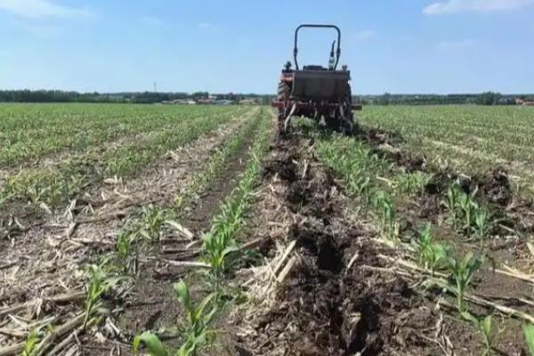 玉米受涝后怎么办，排出积水扶正倒伏的植株