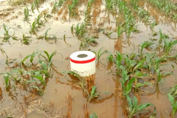 玉米受涝后怎么办，排出积水扶正倒伏的植株