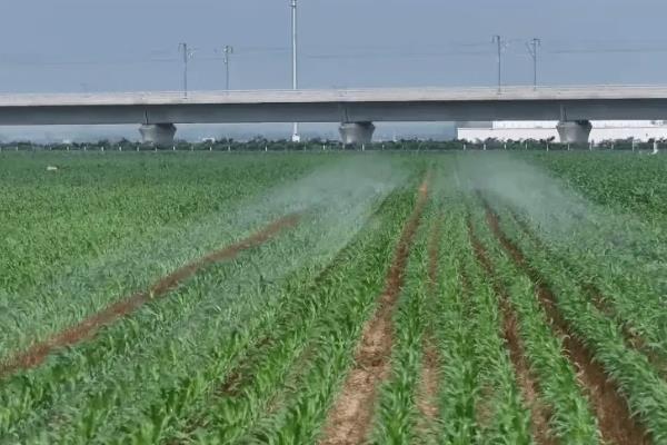 玉米受涝后怎么办，排出积水扶正倒伏的植株