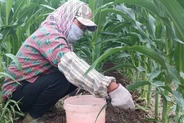 玉米受涝后怎么办，排出积水扶正倒伏的植株