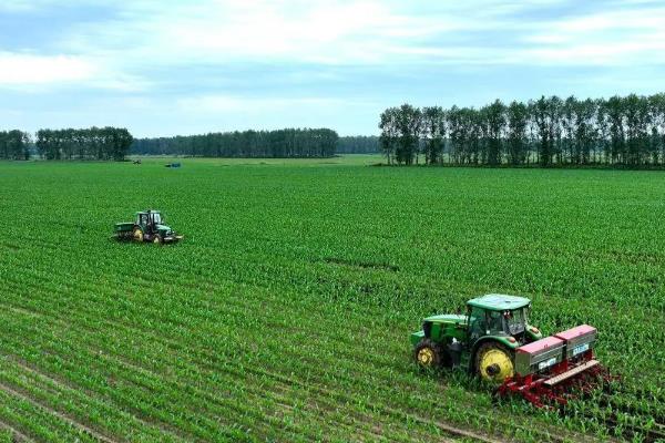 玉米受涝后怎么办，排出积水扶正倒伏的植株