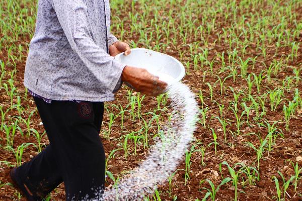 玉米受涝后怎么办，排出积水扶正倒伏的植株