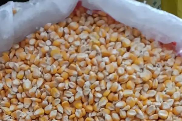 玉米种子如何进行网袋式晾晒，用网袋装好种子后在通风向阳处搭架晾晒