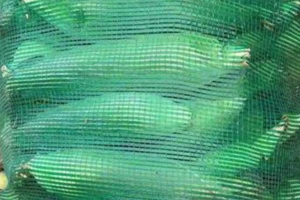 玉米种子如何进行网袋式晾晒，用网袋装好种子后在通风向阳处搭架晾晒