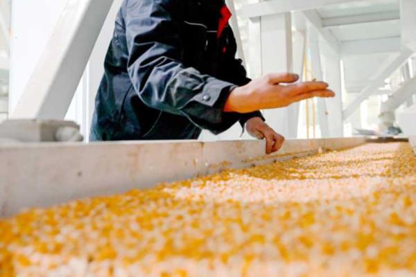 玉米种子如何进行网袋式晾晒，用网袋装好种子后在通风向阳处搭架晾晒