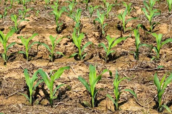 玉米种子如何进行网袋式晾晒，用网袋装好种子后在通风向阳处搭架晾晒