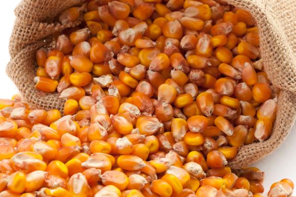 玉米种子如何进行网袋式晾晒，用网袋装好种子后在通风向阳处搭架晾晒