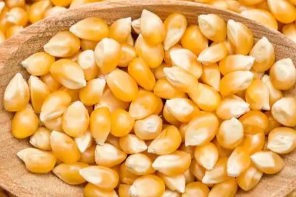 玉米种子如何进行网袋式晾晒，用网袋装好种子后在通风向阳处搭架晾晒