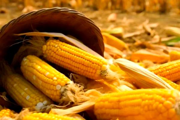 玉米种子如何进行网袋式晾晒，用网袋装好种子后在通风向阳处搭架晾晒