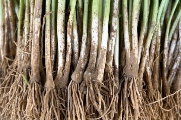 韭菜根怎么种植，用生根水浸泡后再栽入土壤中