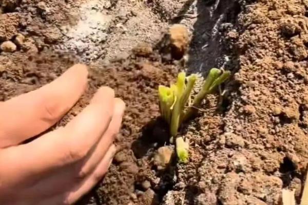 韭菜根怎么种植，用生根水浸泡后再栽入土壤中