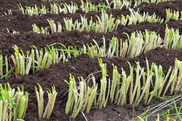 韭菜根怎么种植，用生根水浸泡后再栽入土壤中