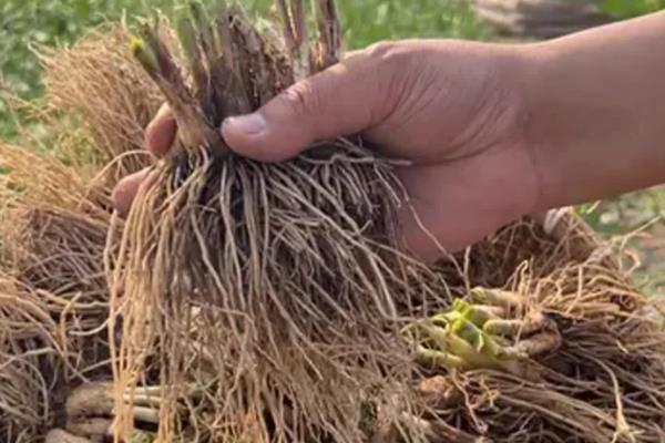韭菜根怎么种植，用生根水浸泡后再栽入土壤中