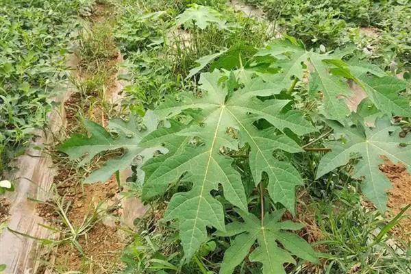 当前种植木瓜能否赚钱，前景较好且效益稳定